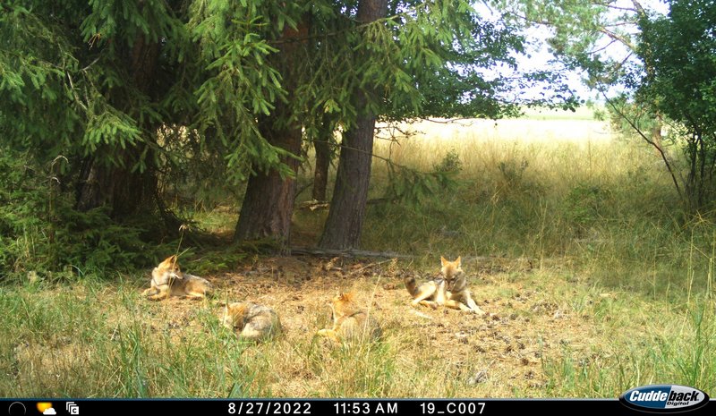 Foto einer Wildkamera zeigt vier Goldschakalwelpen