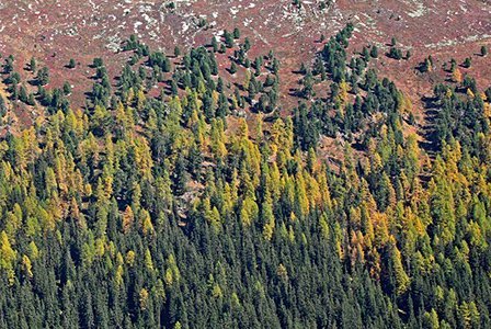 Rapport forestier sur l’état de la forêt suisse 2015