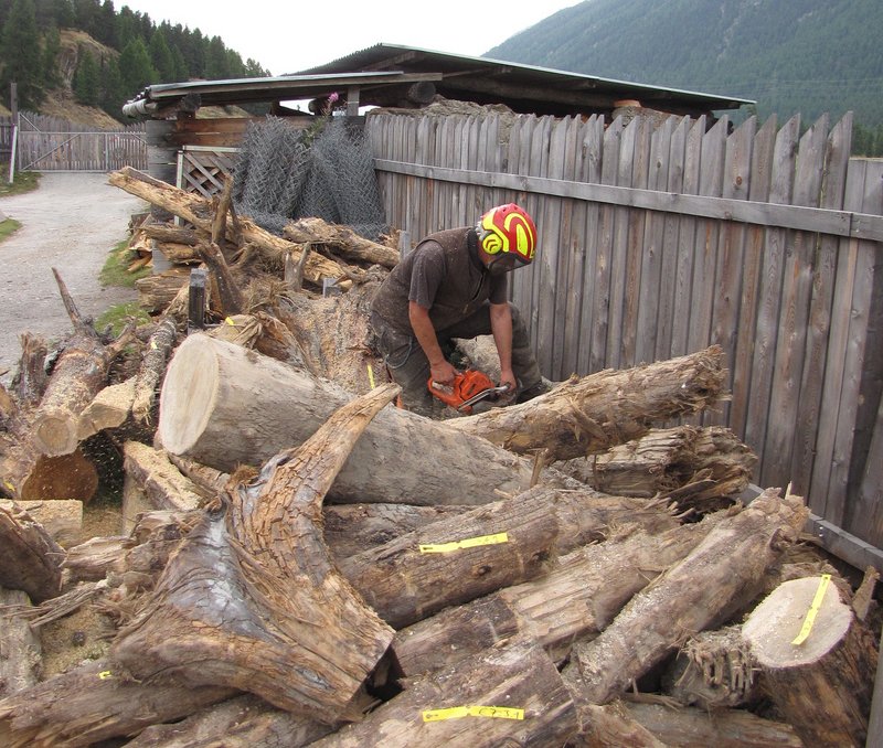 découverte de bois subfossile découverte de bois subfossile