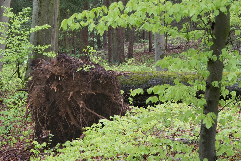 umgefallener Baum mit Wurzelteller