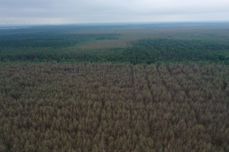 Kahlgefressener Wald Brandenburg Kiefernspinner