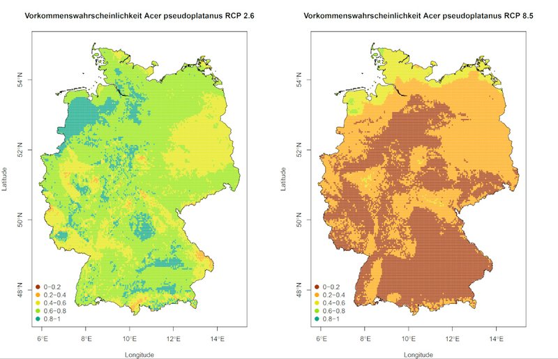 Vorkommenswahrscheinlichkeiten Berg-Ahorn