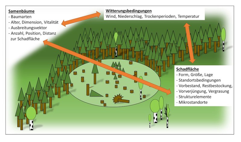 Grafik Wiederbewaldung von Schadflächen