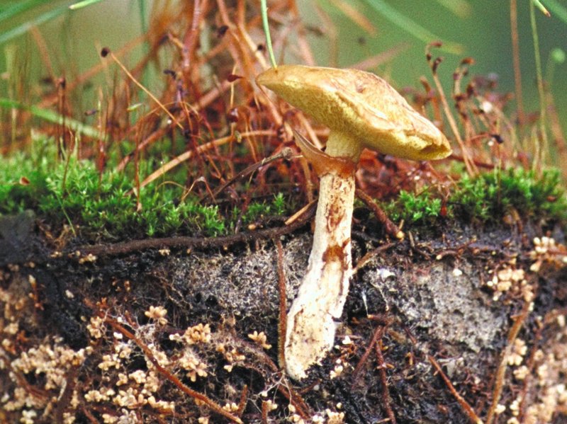 Symbiose zwischen Pilz und Arve