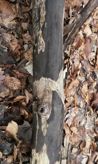 Ahorn-Kohlenkrustenpilz (Eutypa maura) Ahorn-Kohlenkrustenpilz (Eutypa maura)