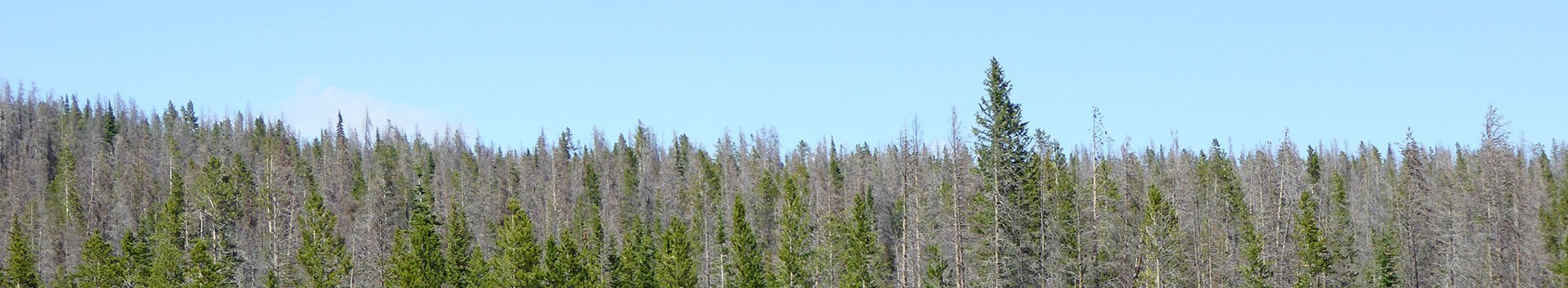 Massenvermehrung des Bergkiefernkäfers Dendroctonus ponderosae: nach Befall abgestorbene Drehkiefern (Pinus contorta); Big Hole, Montana, USA (Foto: FVA BW/Delb)