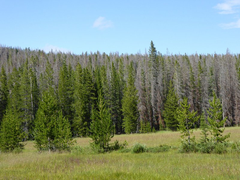 Abb. 3: Massenvermehrung des Bergkiefernkäfers Dendroctonus ponderosae: nach Befall abgestorbene Drehkiefern (Pinus contorta); Big Hole, Montana, USA (Foto: FVA BW/Delb)