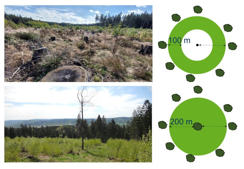 Variation der Wiederbewaldungsmöglichkeit einer Schadfläche