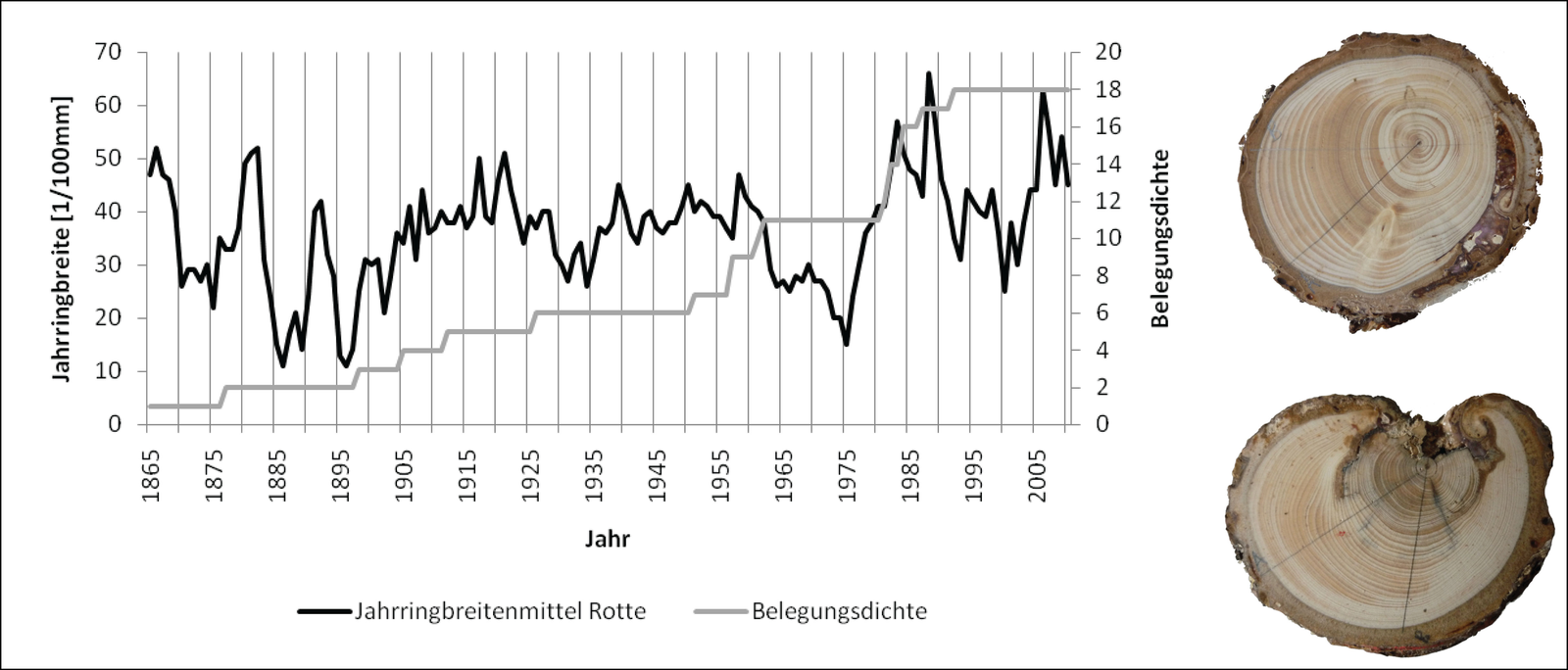 Rottenstrukturen An Der Waldgrenze