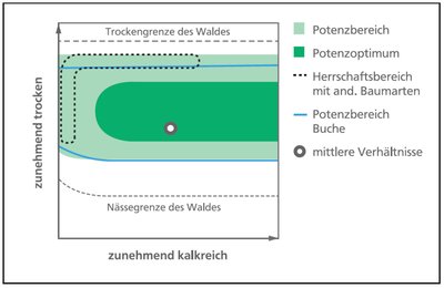 Ökogramm der Traubeneiche