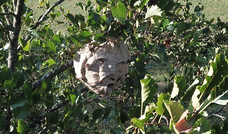 Hornissen-Nest