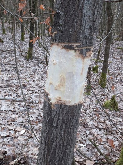 teilweise geschälter Baum