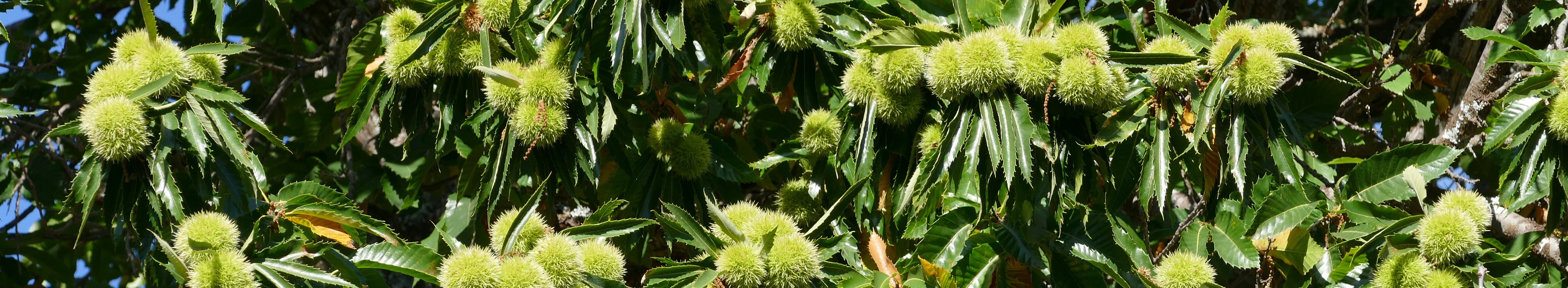 Fruchtbecher der Edelkastanie