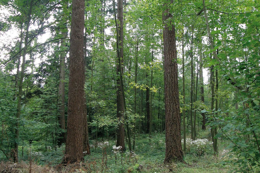 Wald mit Douglasien