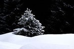 Kleiner Tannenbaum im Schnee