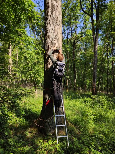 A woman attaches a device to an oak tree