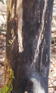 Ahorn-Kohlenkrustenpilz (Eutypa maura) Ahorn-Kohlenkrustenpilz (Eutypa maura)