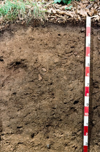 sol forestier au Tessin sol forestier au Tessin