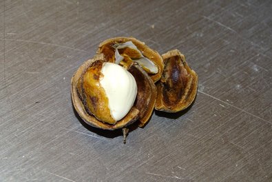 cracked nut with white pulp