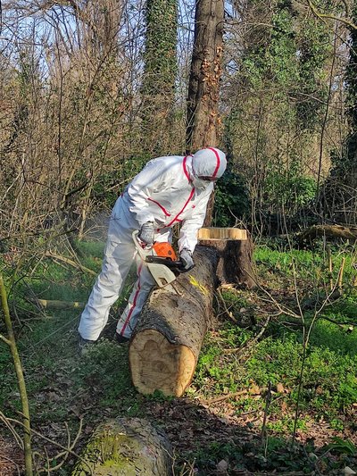 Ein Mensch in Schutzanzug sägt einen Baumstamm mit der Motorsäge