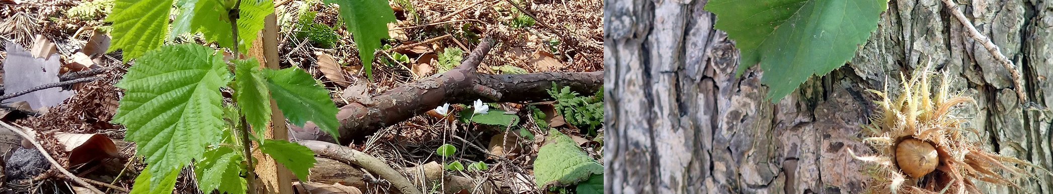 Erste Ergebnisse aus Herkunftsversuchen mit der Baumhasel