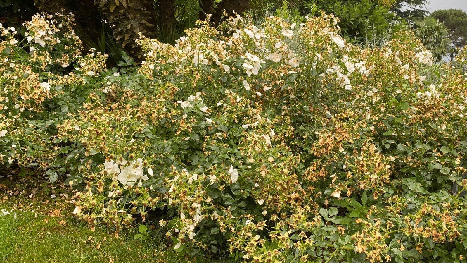 Japankäfer an Rosen