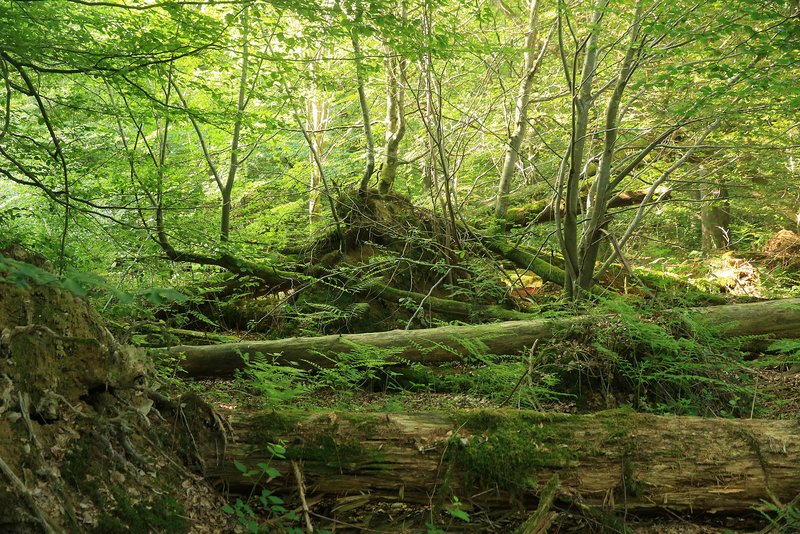 Uncleared windthrow areas develop into extremely valuable habitats