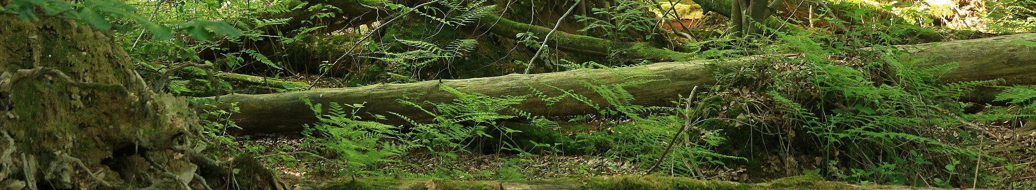 Uncleared windthrow area