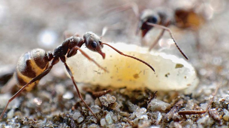 Ants with larva