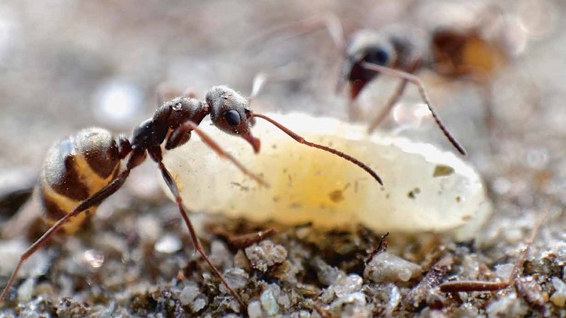 Deux fourmi forestière s’occupent d’une larve