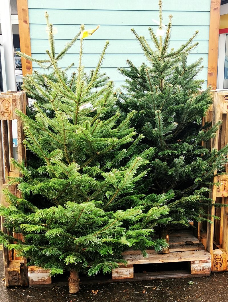 Weihnachtsbaum ökologisch und nachhaltig geht das?