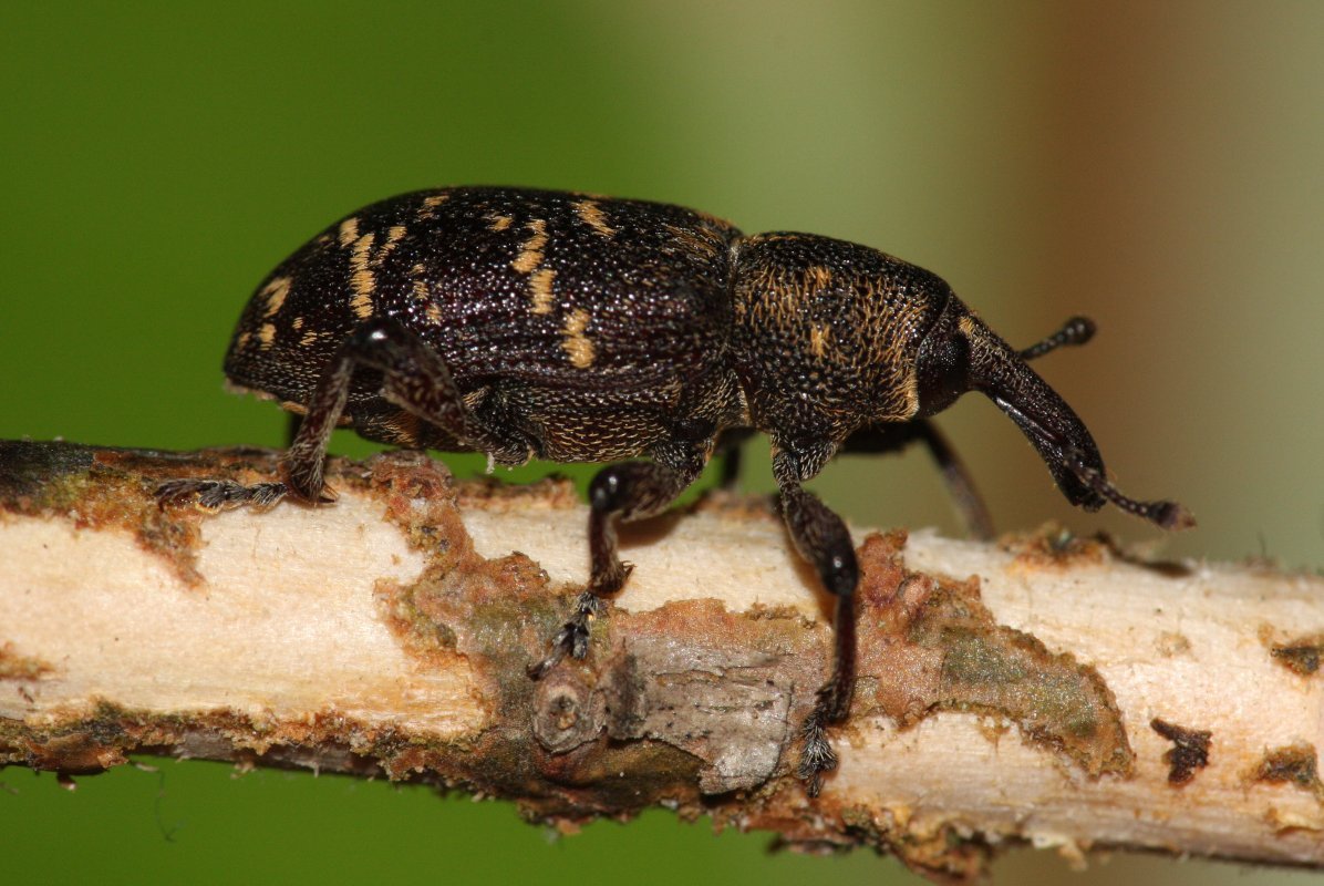 Ein Großer Brauner Rüsselkäfer sitzt auf einem Ast.
