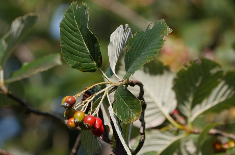 Branches with small, rounded red to green fruits and oval, toothed, green leaves