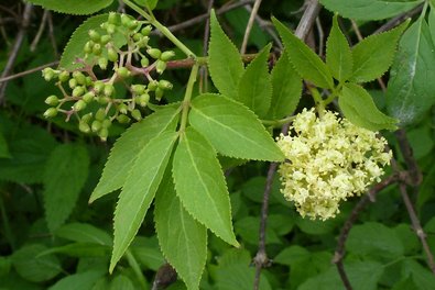 Strauch mit weißen Blüten