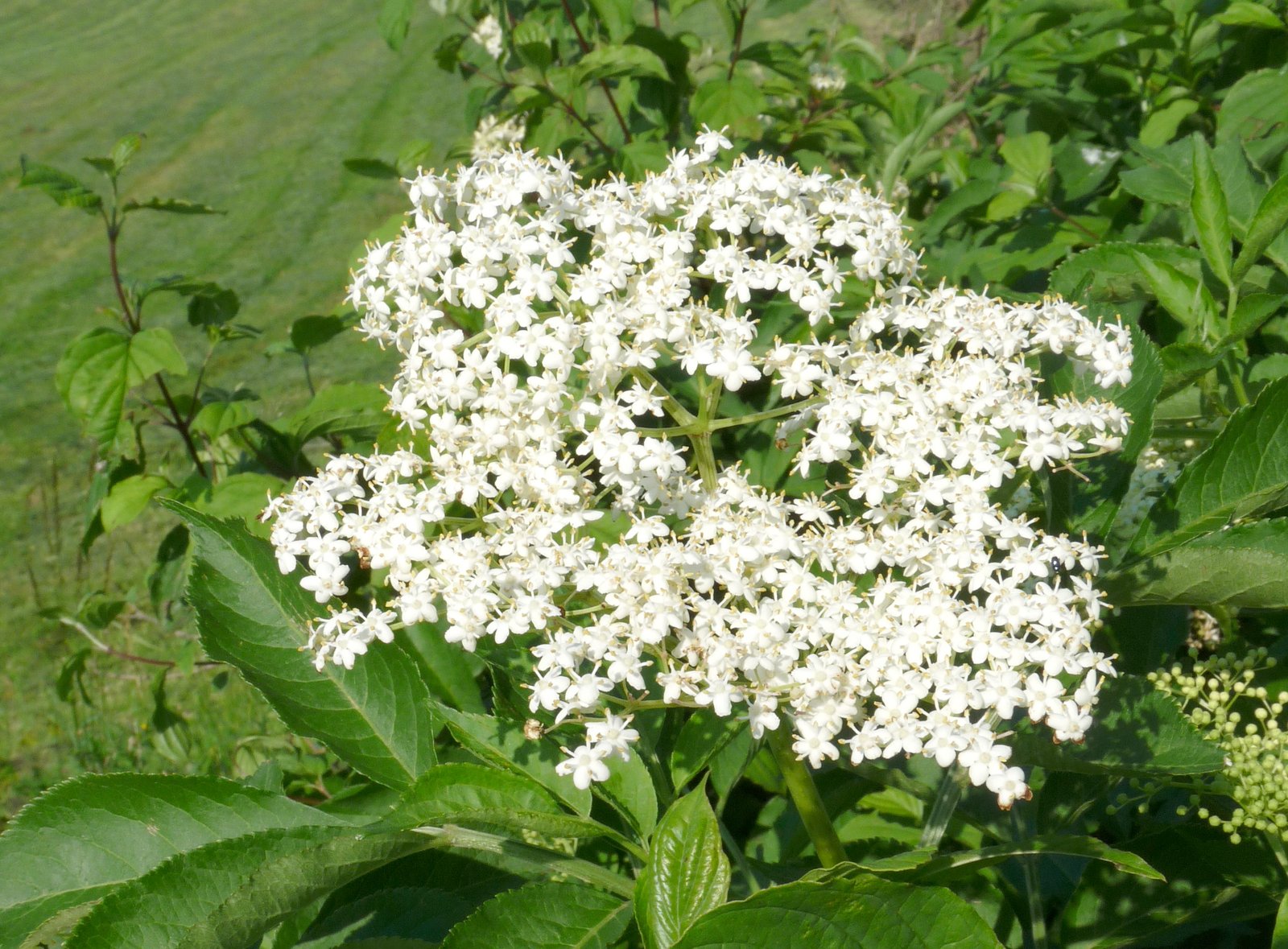 Heilpflanzen Aus Dem Wald