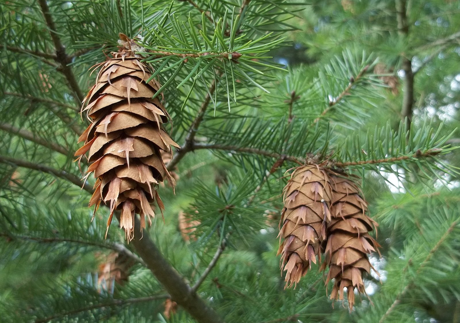 impact-of-the-cultivation-of-douglas-fir-on-forest-biodiversity