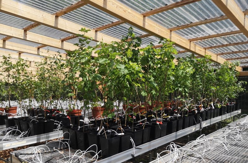 Laubbaum Versuchspflanzen am BFW in einer überdachten Konstruktion