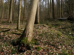 Stammfußnekrose an einer alten Esche