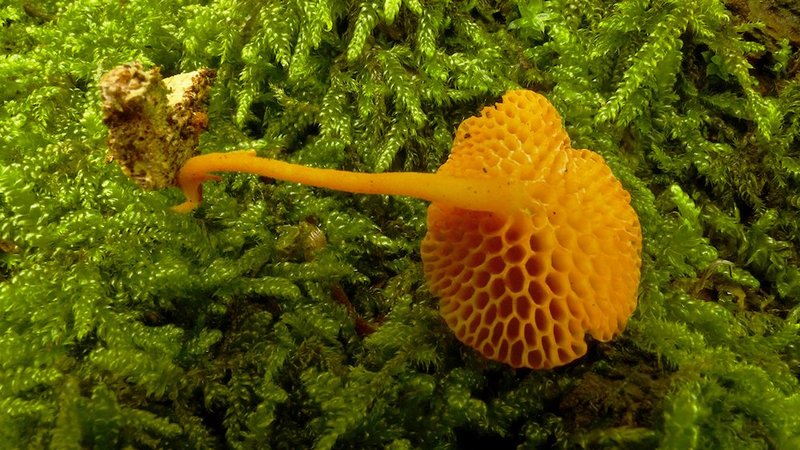 champignon à pores d’orange (Favolaschia calocera)