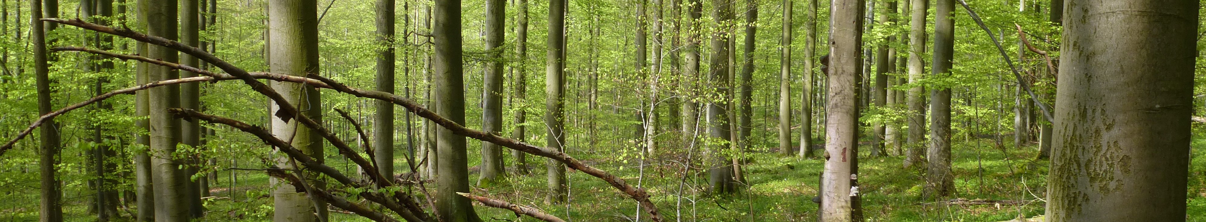 Wald aus Laubbäumen