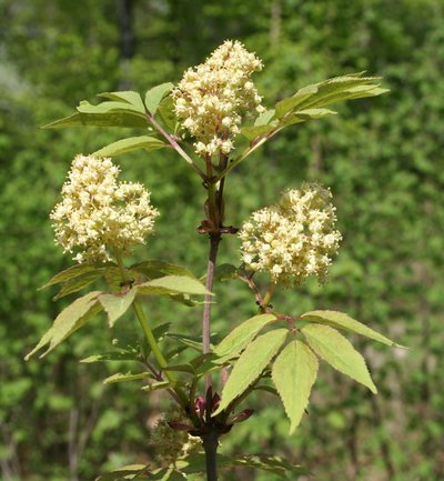 Die einfach gebauten 5-zähligen Blüten stehen in aufrechten, kegelförmigen 5–10 cm großen Rispen