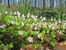 Blühender Wald-Sauerklee in Nahaufnahme