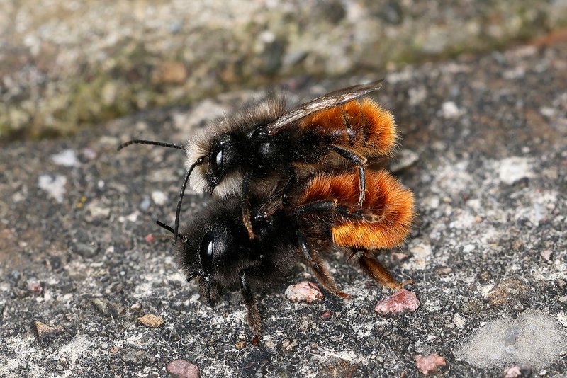 European orchard bee
