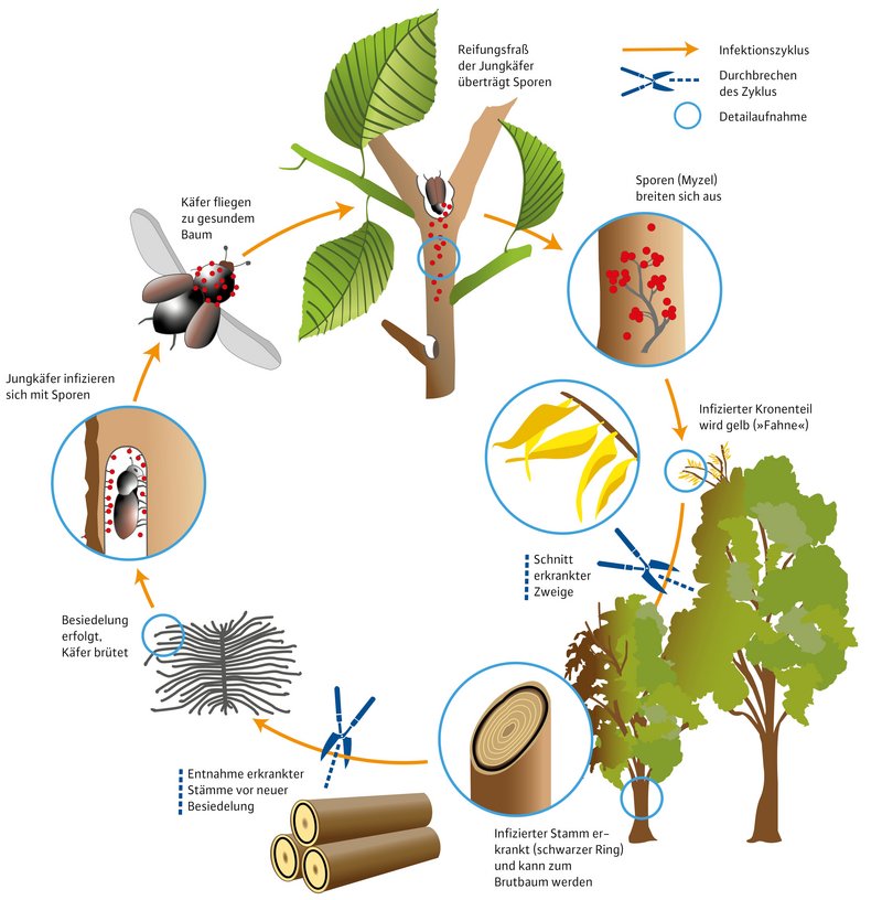 Illustration des Infektionsweges