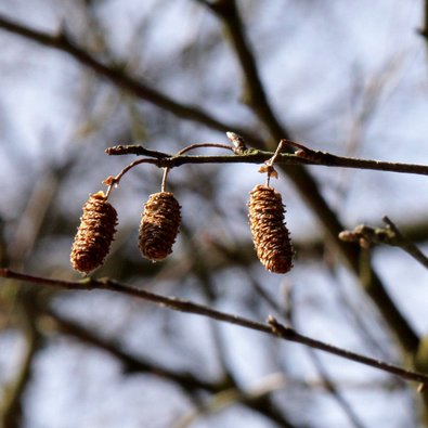 Reifer Fruchtstand Reifer Fruchtstand