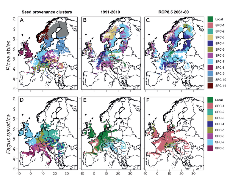 Grafik die Klimawandelmodelle und Baumarten zeigt