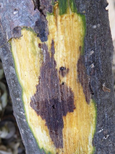 Durch den über den Borkenkäfer eingebrachten Pilz Geosmithia morbidan verursachte Nekrose.