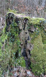 Brandkrustenpilz (Kretzschmaria deusta) Brandkrustenpilz (Kretzschmaria deusta)