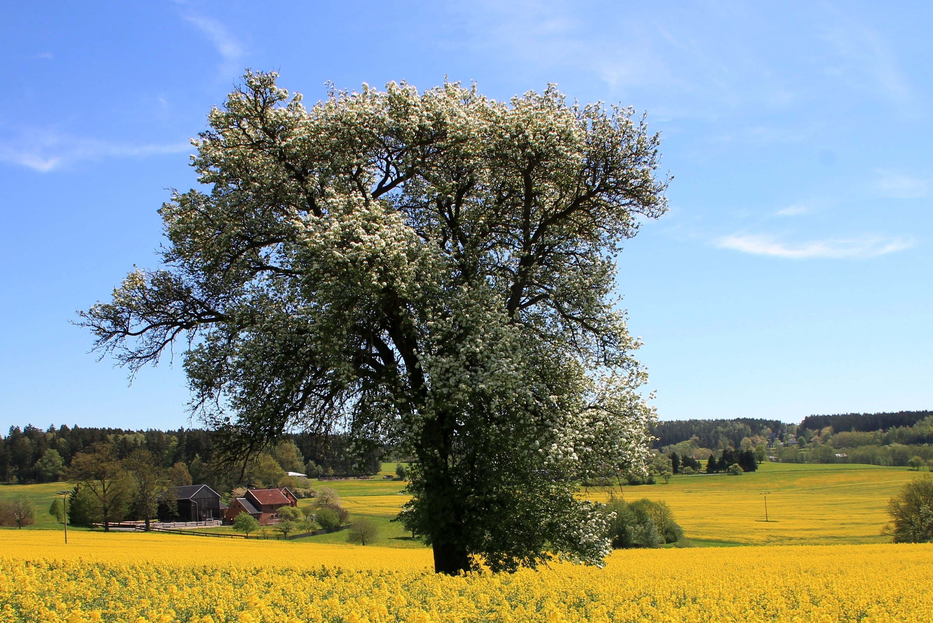 Wildbirne