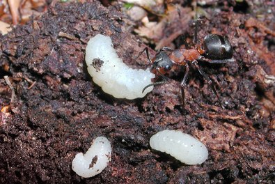 Formica aquilonia - Wikipedia